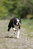 BOSTON TERRIER 219
